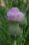 Carolina thistle